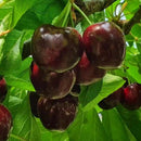 Trešnė Sweet Stefani (vazone)-1