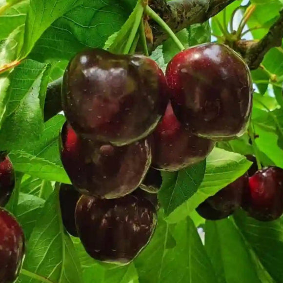 Trešnė Sweet Stefani (vazone)