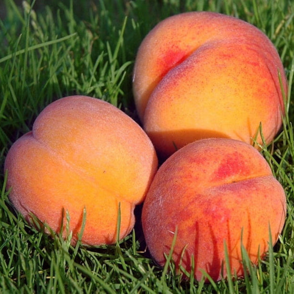 Persikas Vigril (vazone)