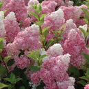 Šluotelinė hortenzija Vanille Fraise-2