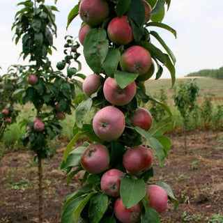 Koloninė obelis Vasiugan (vazone)