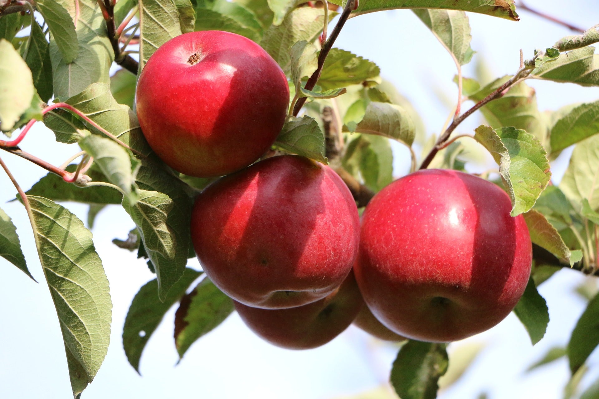 Vasarinė obelis Katja (vazone)