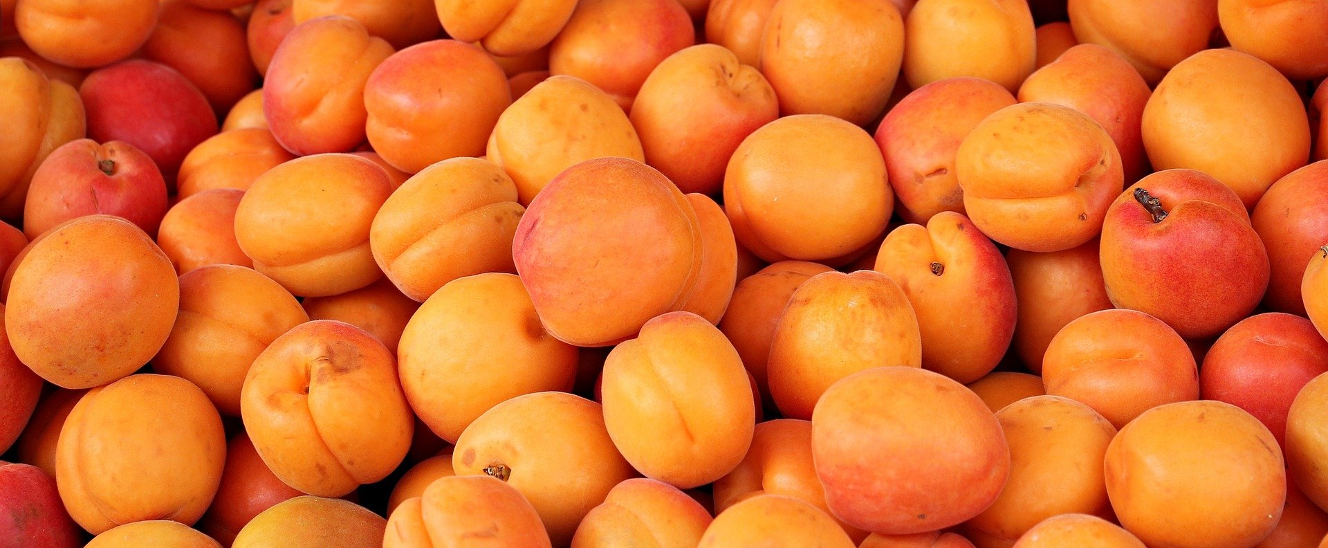 Abrikosas Early Orange (vazone)