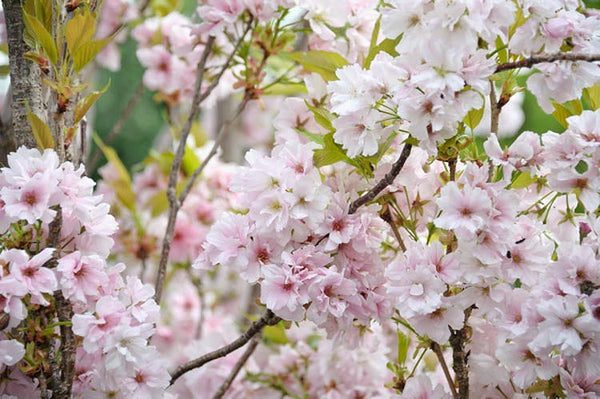 Sakura Amanogawa glaustašakė (vazone)