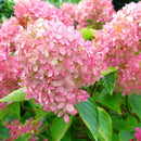 Šluotelinė hortenzija Vanille Fraise-5