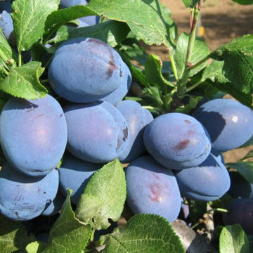 Slyva Čačana Lepotika (vazone)