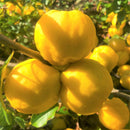 Svarainis Cido (vazone)-1