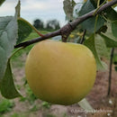 Žieminė obelis Gold Bohemija (vazone)-2