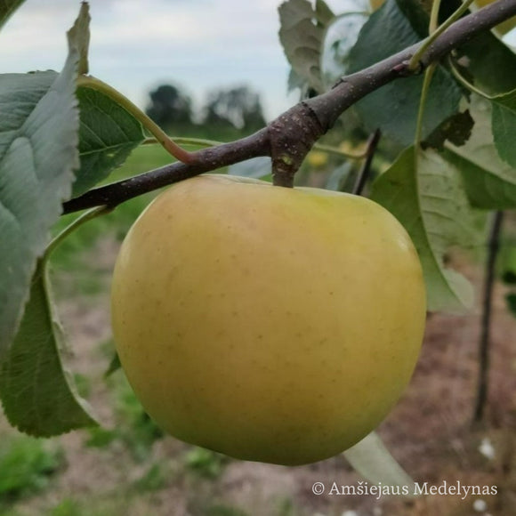 Žieminė obelis Gold Bohemija (vazone)