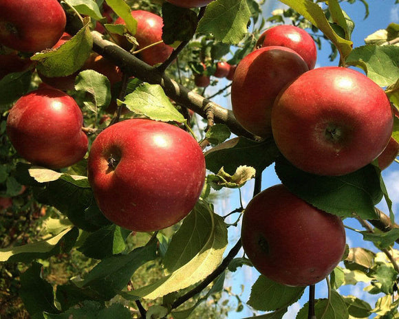 Rudeninė obelis Lučezarnoje (vazone)