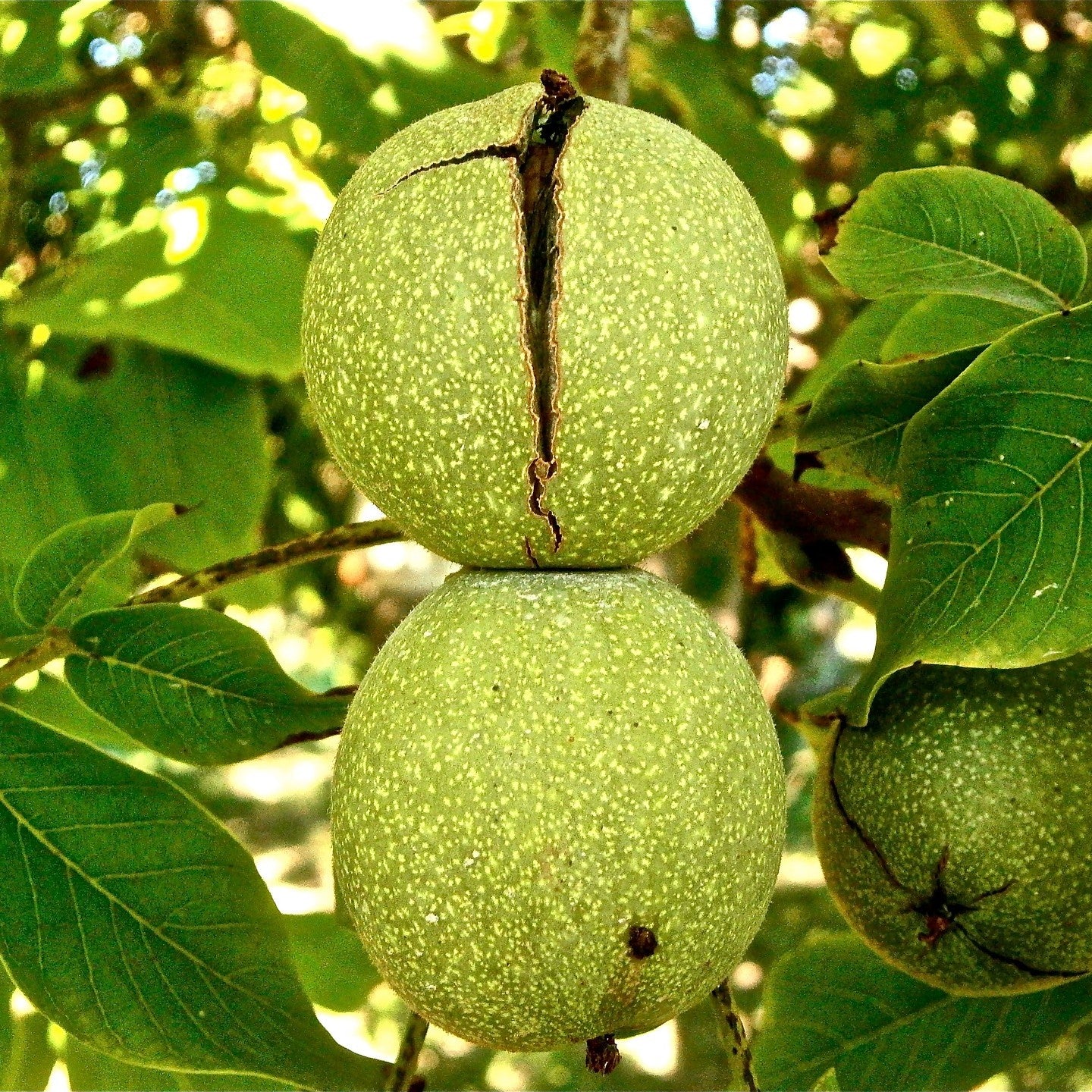 Graikiniai riešutmedžiai