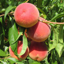 Persikas Reliance (vazone)-2