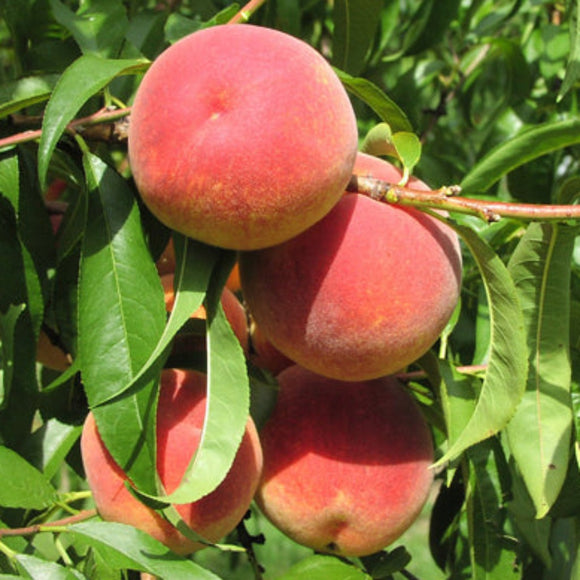 Persikas Reliance (vazone)