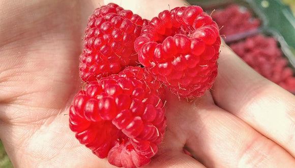 Vasarinė avietė Glen Moore (5 vnt. +1 dovanų)