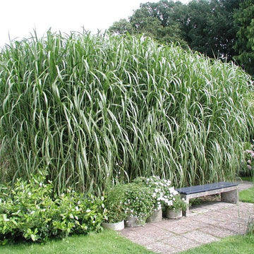 Miskantas Giganteus