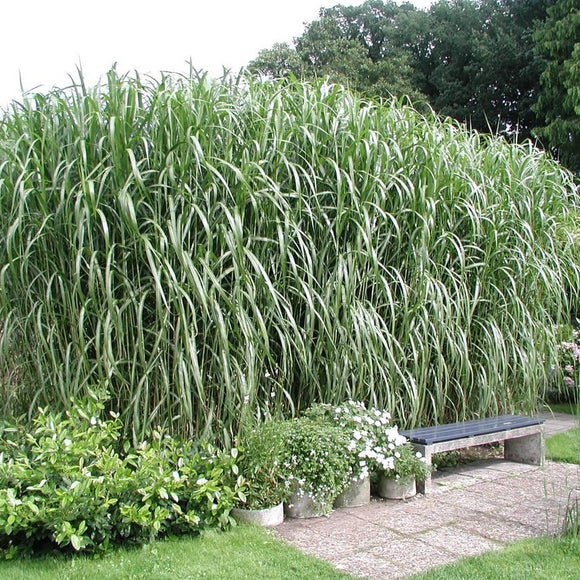 Miskantas Giganteus