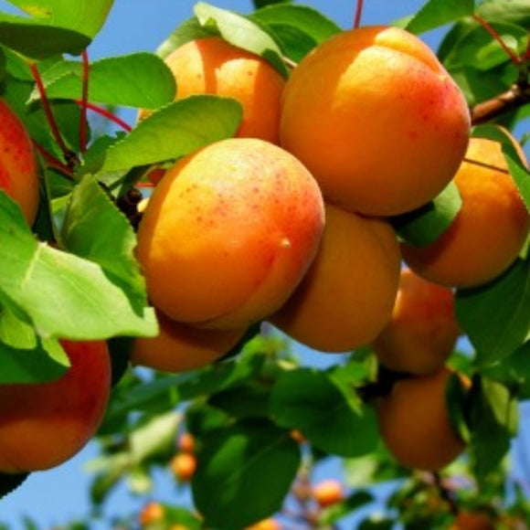 Abrikosas Harcot (vazone)