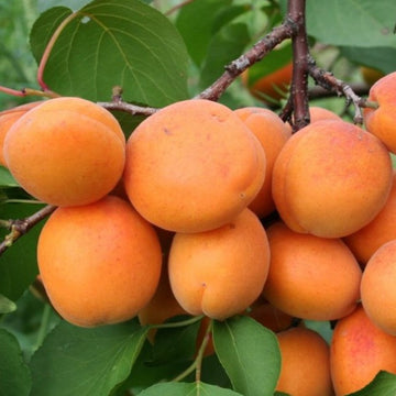 Abrikosas Hargrand (vazone)