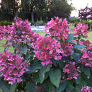 Šluotelinė hortenzija  Wim's Red-9