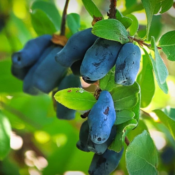 Valgomieji sausmedžiai