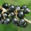 Skiepytas juodasis serbentas Bona (kamieninis) vazone-2