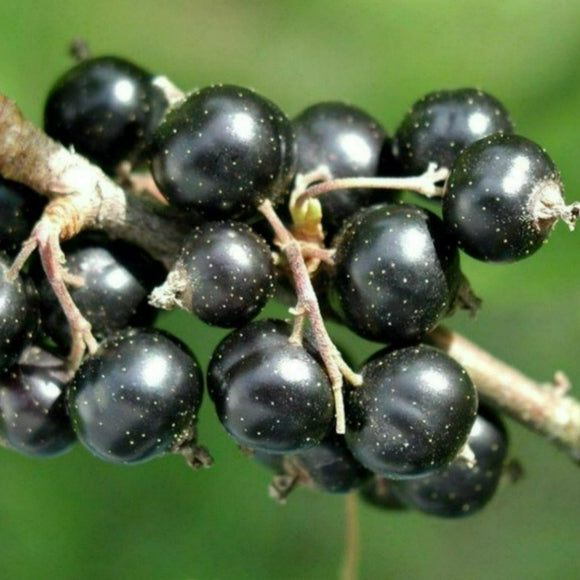 Skiepytas juodasis serbentas Bona (kamieninis) vazone