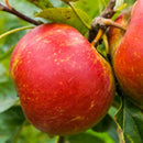 Žieminė obelis Red Boskoop (vazone)-1