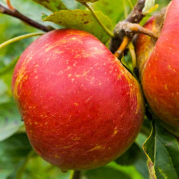 Žieminė obelis Red Boskoop (vazone)