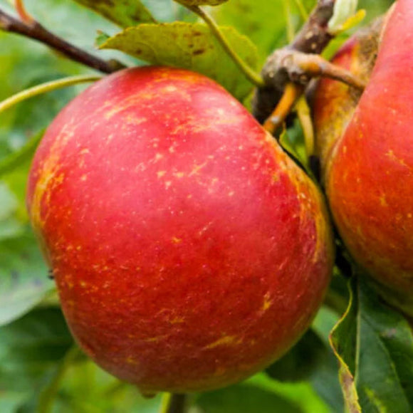 Žieminė obelis Red Boskoop (vazone)