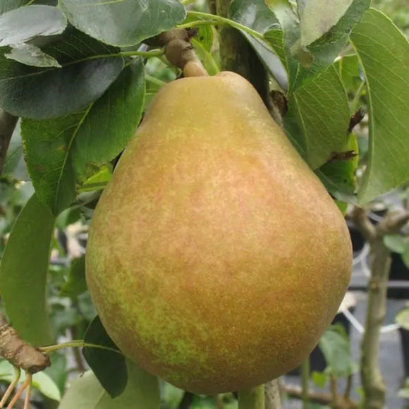 Kriaušė Komisinė (Comice)