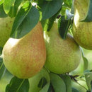 Kriaušė Komisinė (Comice)-1