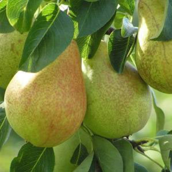 Kriaušė Komisinė (Comice)