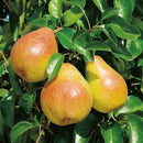 Kriaušė Komisinė (Comice)-2