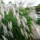 Miskantas Memory-1