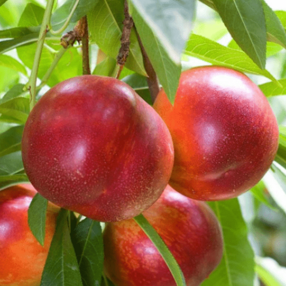 Nektarinas Fantazija (vazone)