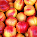 Nektarinas Fantazija (vazone)-3