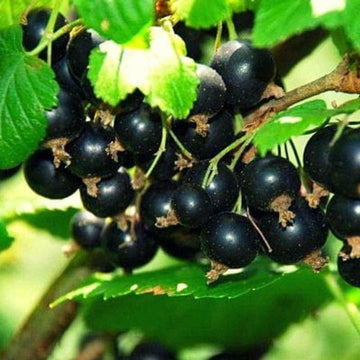 Juodasis serbentas Ores (krūmo forma) iš grunto