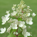 Šluotelinė hortenzija Pastelgreen-6