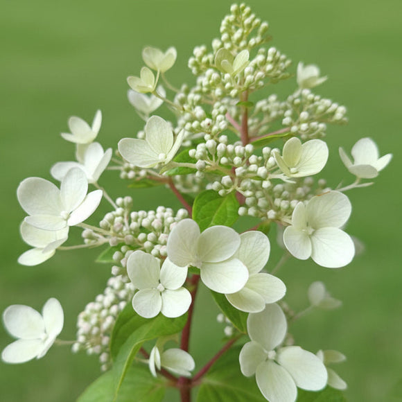 Šluotelinė hortenzija Pastelgreen