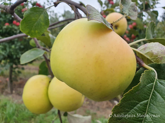 Žieminė obelis Gold Bohemija (vazone)