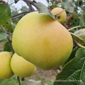 Obelis Gold Bohemija