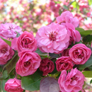 Rojaus obelis Brandywine (vazone)-1