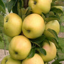 Koloninė obelis Prezident (vazone)-1