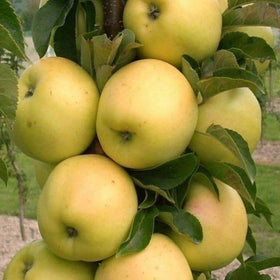 Koloninė obelis Prezident (vazone)