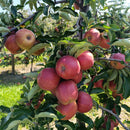 Žieminė obelis Red Boskoop (vazone)-4