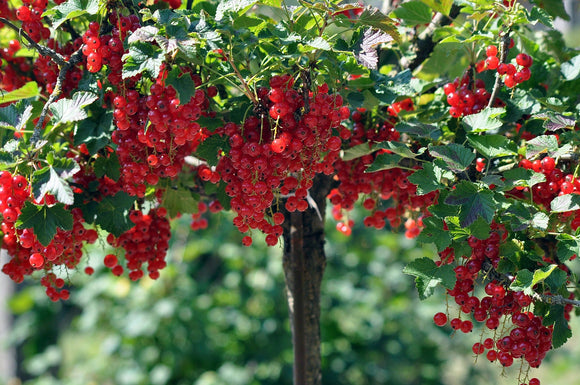Skiepytas raudonasis serbentas Rovada (kamieninis iš grunto)