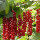 Skiepytas raudonasis serbentas Rovada (kamieninis iš grunto)-1