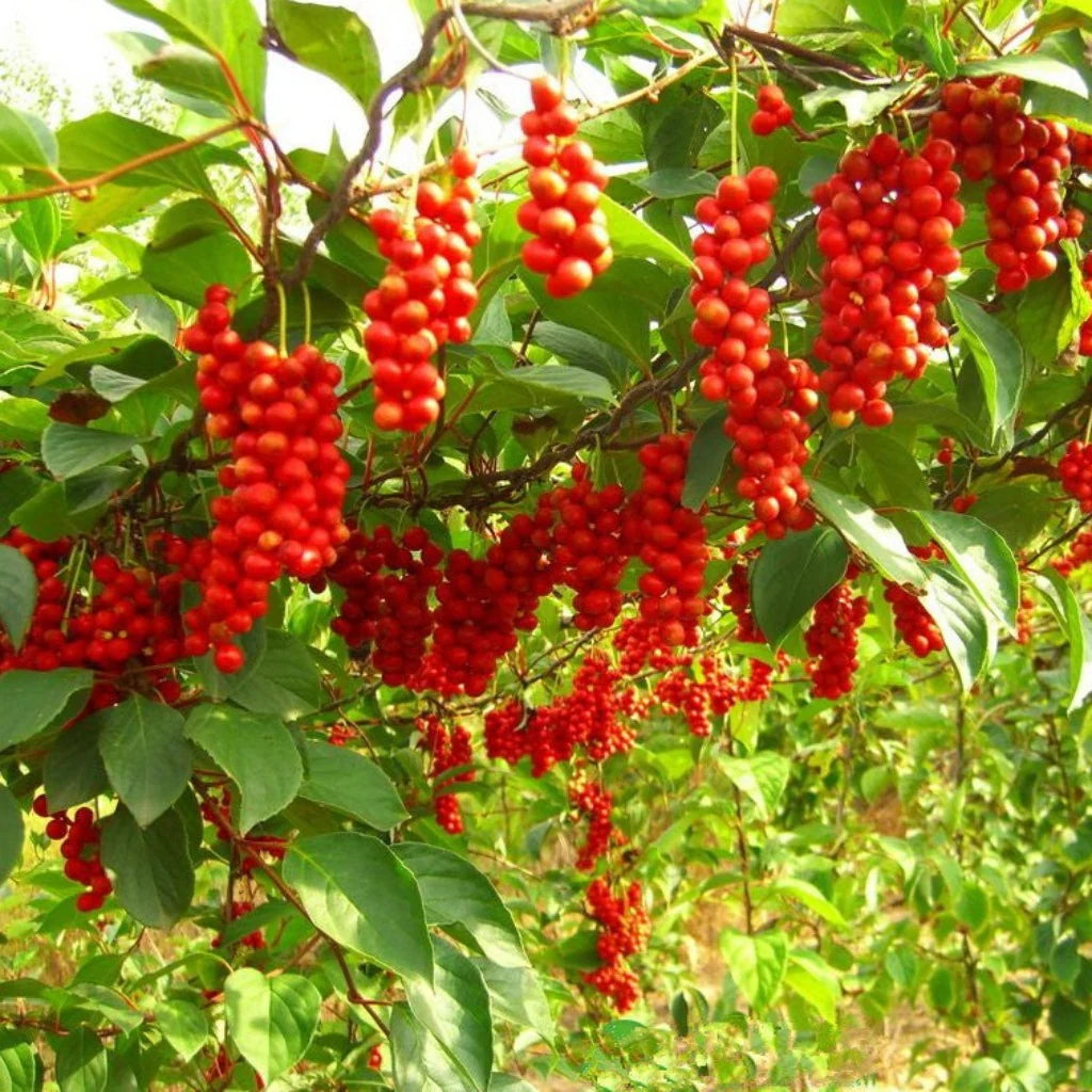 Kininiai citrinvyčiai