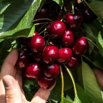 Trešnė Sweet Sereta (vazone)