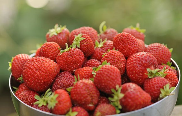 Braškė Honeyoe (10 vnt. braškių daigų)